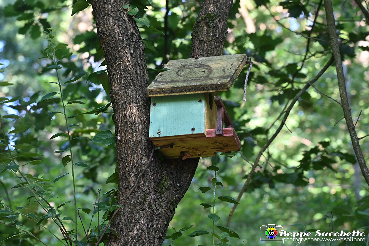 VBS_4799 - Il bosco fatato - Montaldo Roero.jpg